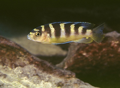 Pseudotropheus crabro 'Chilucha Reef'
